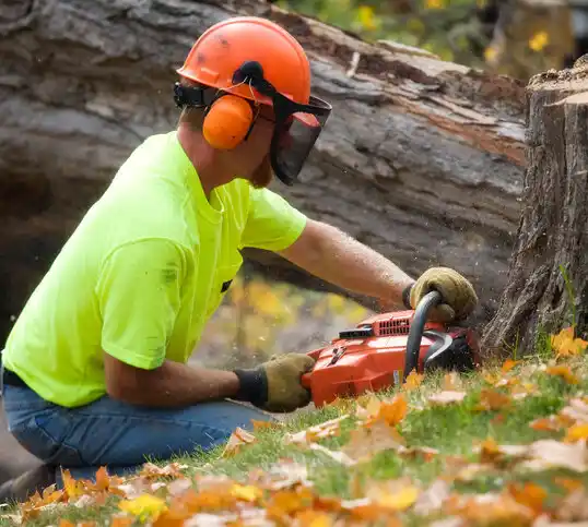 tree services East Sparta